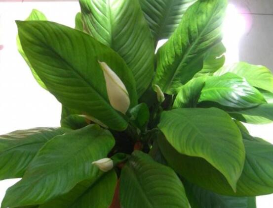 一帆風(fēng)順土培改水培，做好這六大要點(diǎn)即可快速水培生根"