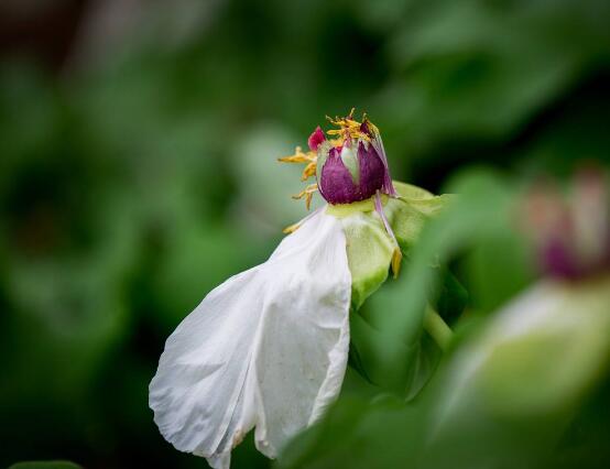 牡丹花葉子發(fā)黃怎么辦，牡丹花葉子發(fā)黃解決辦法"
