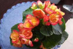 四季海棠花的養(yǎng)殖方法，掌握最關(guān)鍵的5大技巧"