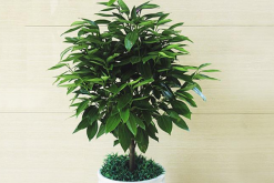 平安樹修剪方法圖解"