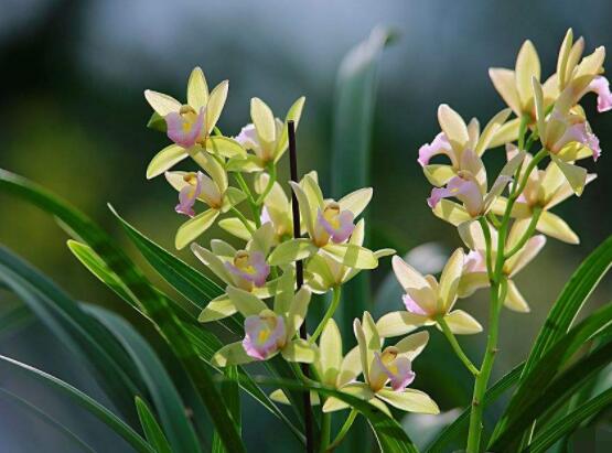 蘭花換盆后怎么澆水，等到第二、三天澆水最為適宜"