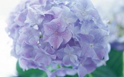 繡球花移栽注意事項，四個步驟保你順利移栽成功"