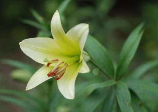 百合花插花瓶怎么養(yǎng)，教你六種基本步驟花開滿瓶"