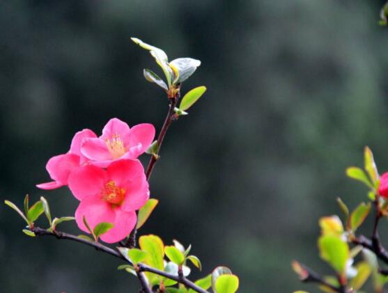 海棠花好養(yǎng)嗎，好養(yǎng)/老農(nóng)總結(jié)最簡單五種養(yǎng)殖方法"