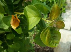 三角梅葉子發(fā)黃的原因，三角梅葉子發(fā)黃脫落怎么辦"