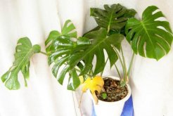 龜背竹有毒么，毒性主要來(lái)源于它的汁液"