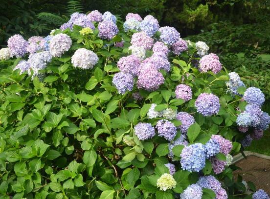 繡球怎么澆水，做好四個要點可生長青翠碧綠"