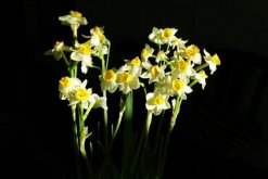 水仙什么時候開花，冬天開花，養(yǎng)護得當可延長花期"