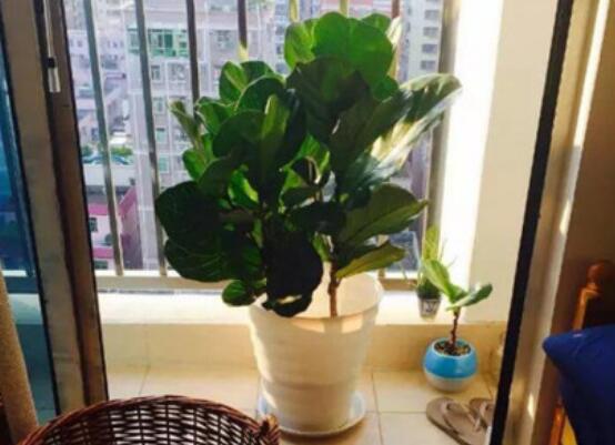 橡皮樹泡水幾天生根，最快半個(gè)月時(shí)間生長出根"