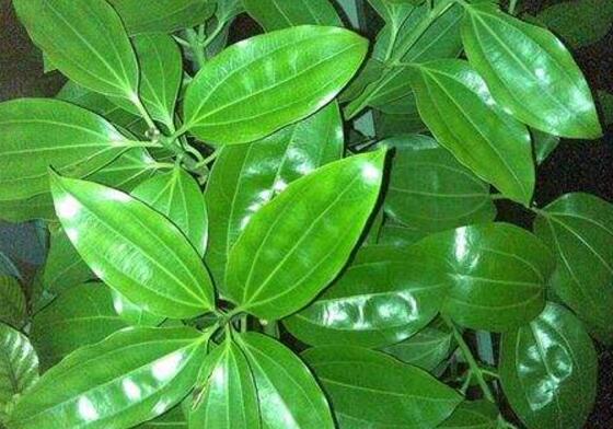 平安樹(shù)怎么修剪，平安樹(shù)的修剪方法和技巧"