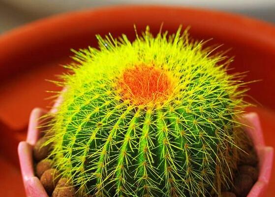 仙人球的養(yǎng)殖方法和注意事項，做好五個要點一年四季健康茂盛"