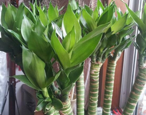 水養(yǎng)富貴竹葉子發(fā)黃怎么辦，四個(gè)原因以及解決辦法"