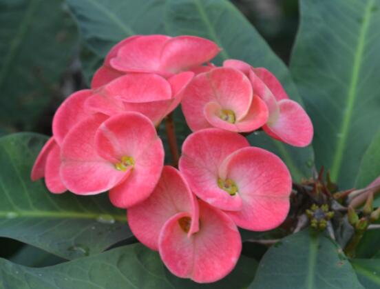 虎刺梅怎么扦插，擇10厘米健壯枝條/做好消毒處理"