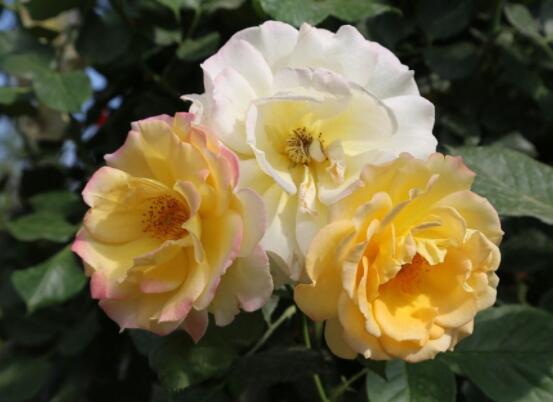 月季花種植技術(shù)，做好這七步生長(zhǎng)的枝繁葉茂"