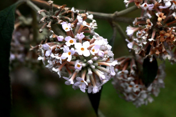 密蒙花什么時(shí)候開(kāi)花，春季3~4月份綻放"