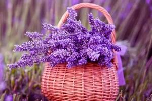 薰衣草茶多久喝一次，薰衣草功效與作用"