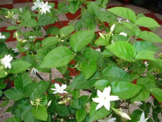 茉莉花的花語，茉莉花花語代表著你是我的"