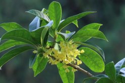 桂花不開(kāi)花的原因，以下5個(gè)原因都會(huì)影響植株開(kāi)花"