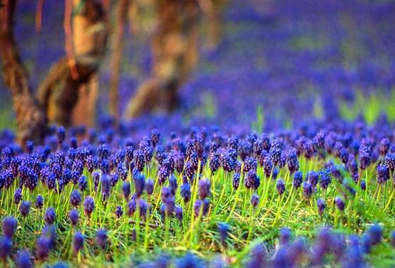 風(fēng)信子花代表什么意思，代表著永遠(yuǎn)的懷念、重生的愛(ài)"