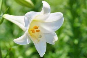 百合花放在臥室好嗎，不好/花香過濃容易導致過敏