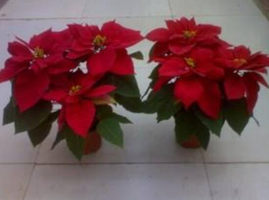 一品紅葉子不紅怎么辦，最直觀有效的三種解決方法"