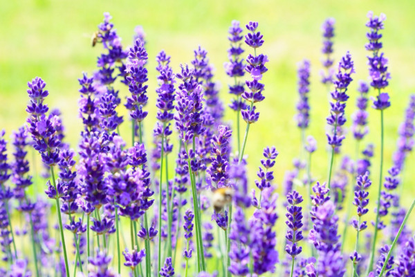 薰衣草的花語是什么，等待愛情/幸福長久等