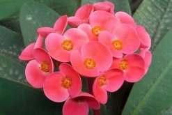 虎刺梅一年開幾次花，只要養(yǎng)護(hù)得當(dāng)虎刺梅可以四季開花"