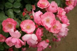 月季花品種介紹，最為主要的5個(gè)品種"