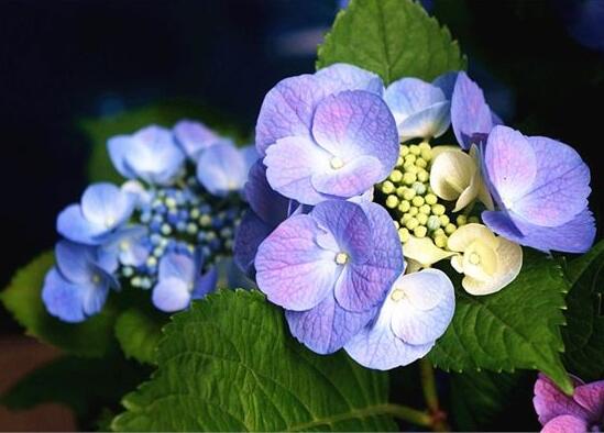 剪下的繡球花怎么養(yǎng)，教你五個(gè)要點(diǎn)生長(zhǎng)枝繁葉茂"