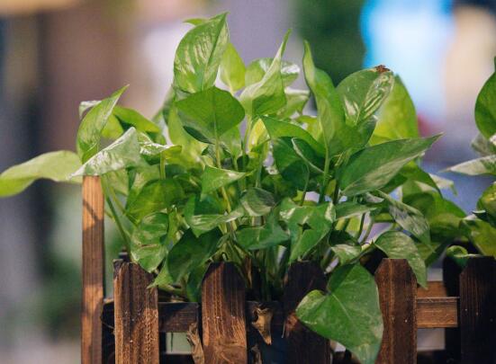 綠蘿的作用有哪些，凈化空氣、點(diǎn)綴家居之美"