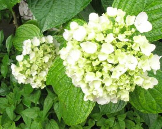 繡球花夏天可以扦插嗎，抑制生根、存活慢(不適宜)"