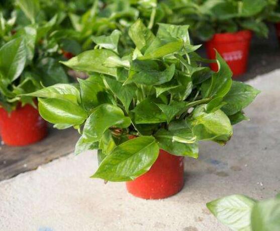 綠蘿的好處有哪些，五點(diǎn)好處便可立竿見影(美化環(huán)境)"