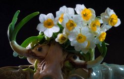 水仙花和蘭花區(qū)別，搞清這幾點不怕種錯"