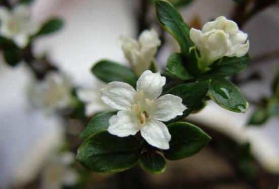 六月雪葉子軟了變黑怎么辦，教你兩種最直觀有效解決方法"