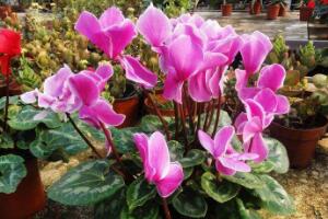 仙客來(lái)可以扦插嗎，仙客來(lái)的繁殖方法"