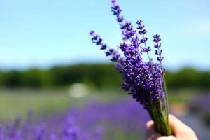 薰衣草怎么修剪，薰衣草的修剪方法"