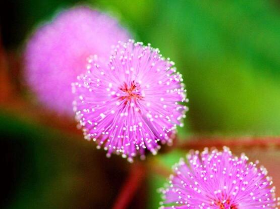 含羞草花期，含羞草花期在每年九月盛放"