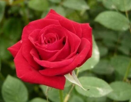 玫瑰花中藥功效與禁忌，具有調(diào)經(jīng)止痛/便秘患者、孕婦禁用