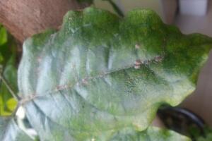 幸福樹長蟲子怎么辦，幸福樹常見病蟲害防治"