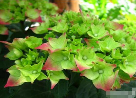 家庭養(yǎng)常春藤常見問題大全，做好六點基本要點即可(生長翠綠)"