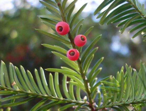 紅豆杉怎么施肥，遠(yuǎn)離根部施薄肥"