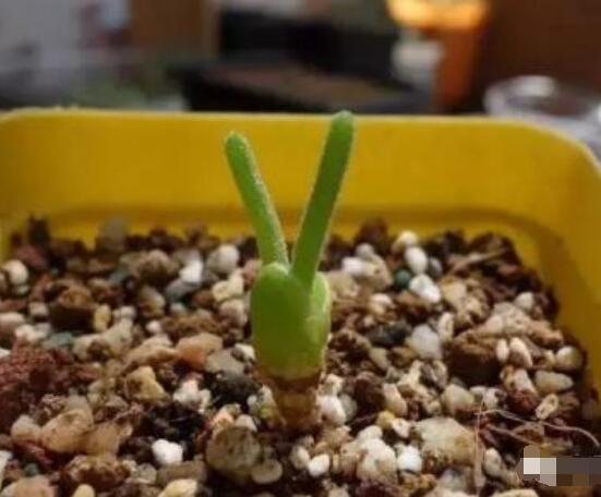 碧光環(huán)多肉有毒嗎，無毒/株型優(yōu)雅、美觀可愛"