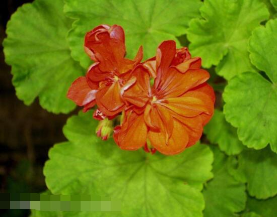 天竺葵適合什么花盆，紫砂盆是最好一種(透氣滲水)"