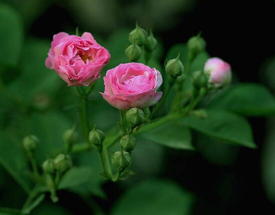 薔薇花的種植方法，盤點(diǎn)薔薇花七大種植方法"