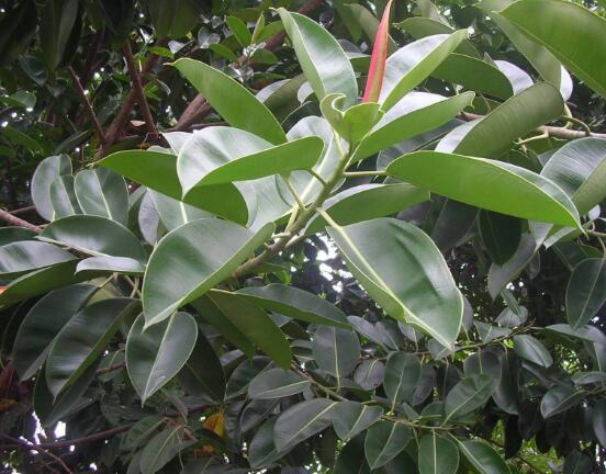 橡皮樹(shù)一盆栽幾棵最好，三棵為森八棵為發(fā)（推薦1/3/8/9）"