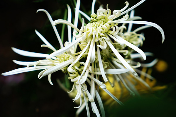 白菊花代表什么意思，高貴/哀思/清純/看清真相等