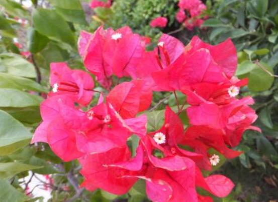 三角梅枝繁葉茂不開花怎么辦，做好四點快速花開爆盆"