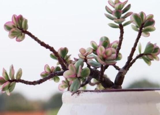雅樂之舞怎么養(yǎng)能開花，只需要五個(gè)步驟花開爆盆"