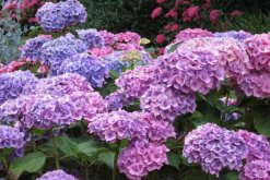 繡球花能在室內(nèi)養(yǎng)嗎，放在室內(nèi)會(huì)影響身體健康"