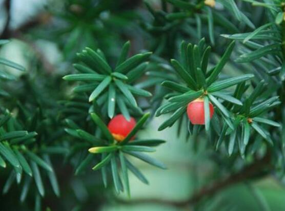 紅豆杉雌雄株怎樣分辨，教你最直觀簡單三種分辨方法"